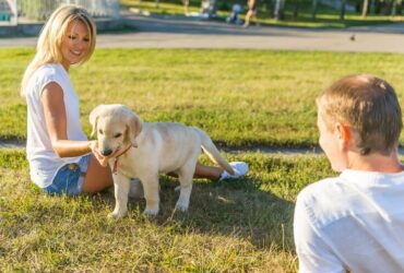 dog training