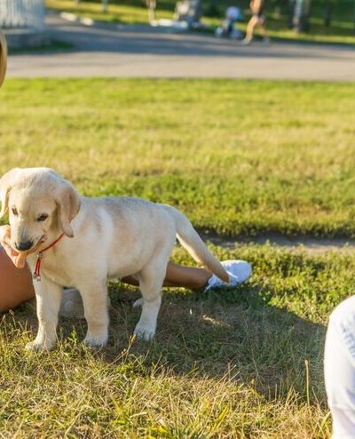 dog training