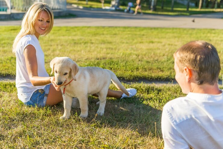 dog training