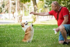 dog training