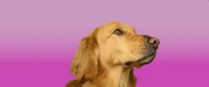 dog treats without preservatives