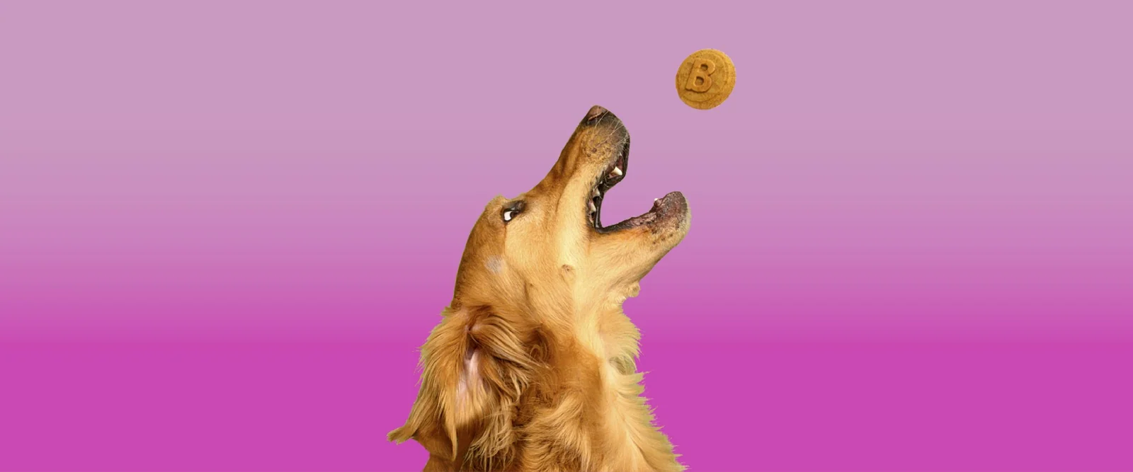 dog treats without preservatives